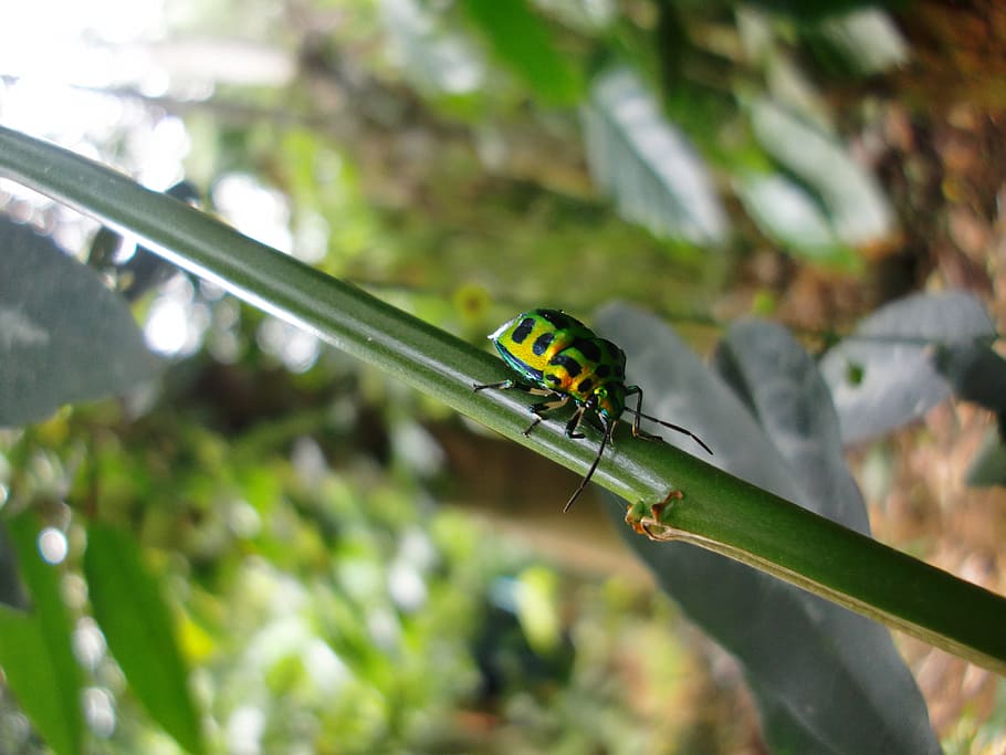garden, macro, beetle, insect, wing, wildlife, bug, small, delicate HD wallpaper