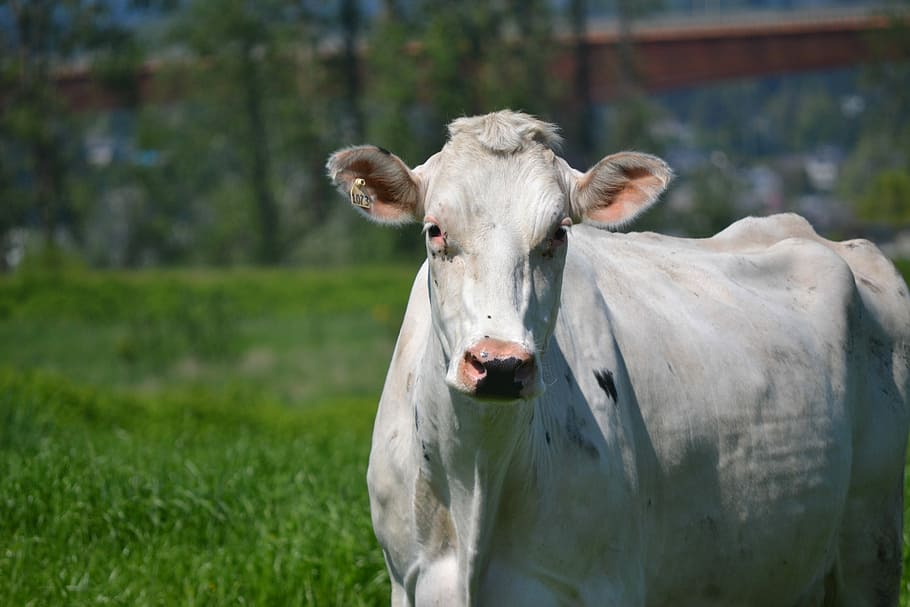 white, cow, looking, field, mammal, livestock, animal, animal themes HD wallpaper