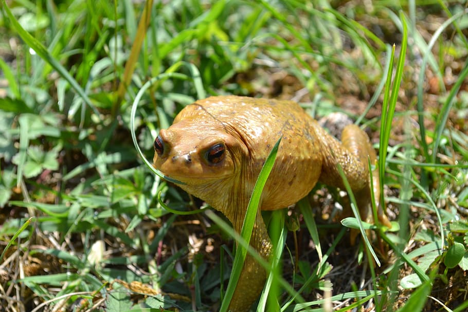 Toad, Frog, Amphibian, Grass, Summer, one animal, animals in the wild HD wallpaper