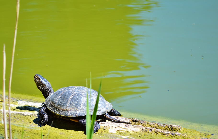 Water Turtle, Reptile, tortoise shell, animal, on the water HD wallpaper