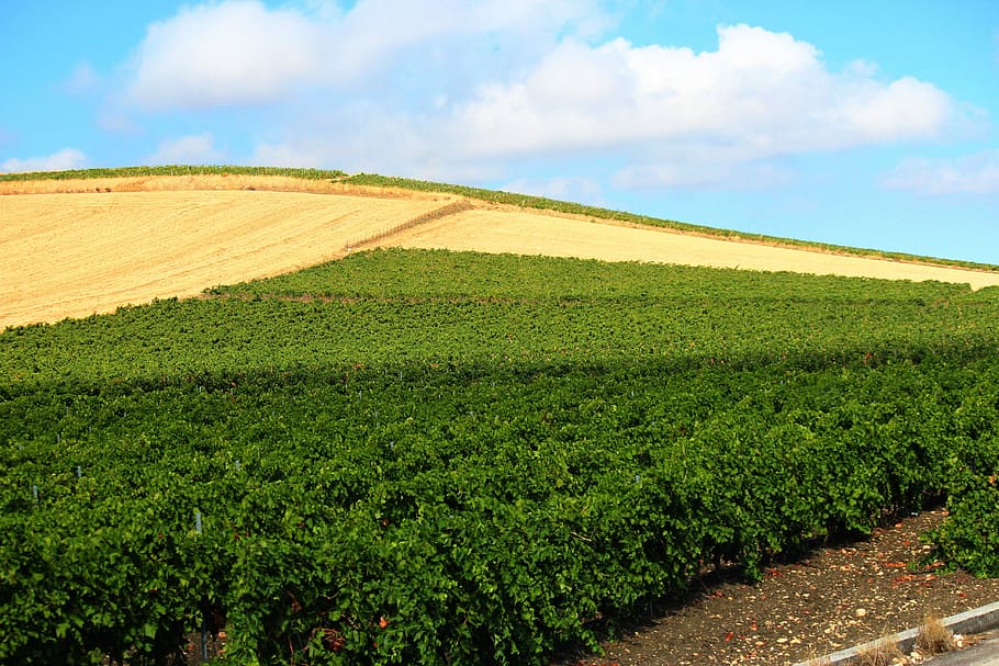 Fields, Plantations, Wheat, Sicily, summer, agriculture, sky HD wallpaper