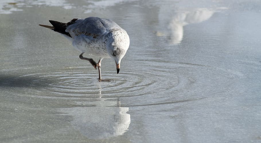 seagull, eating, ice, reflection, closeup, detail, bird, nature HD wallpaper