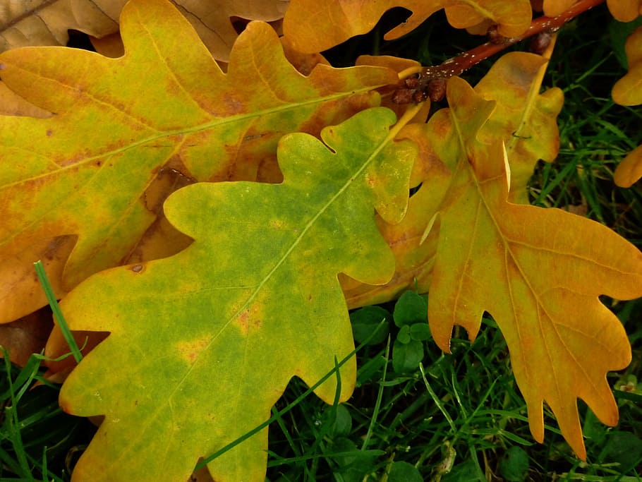 leaf, oak, oak leaf, tree, autumn, oak leaves, nature, german oak HD wallpaper