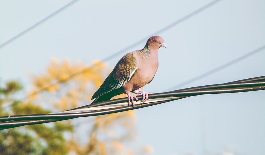 pigeon, bird, nature, sky, dom, birdie, paige, pity, ruddy ground dove, HD wallpaper