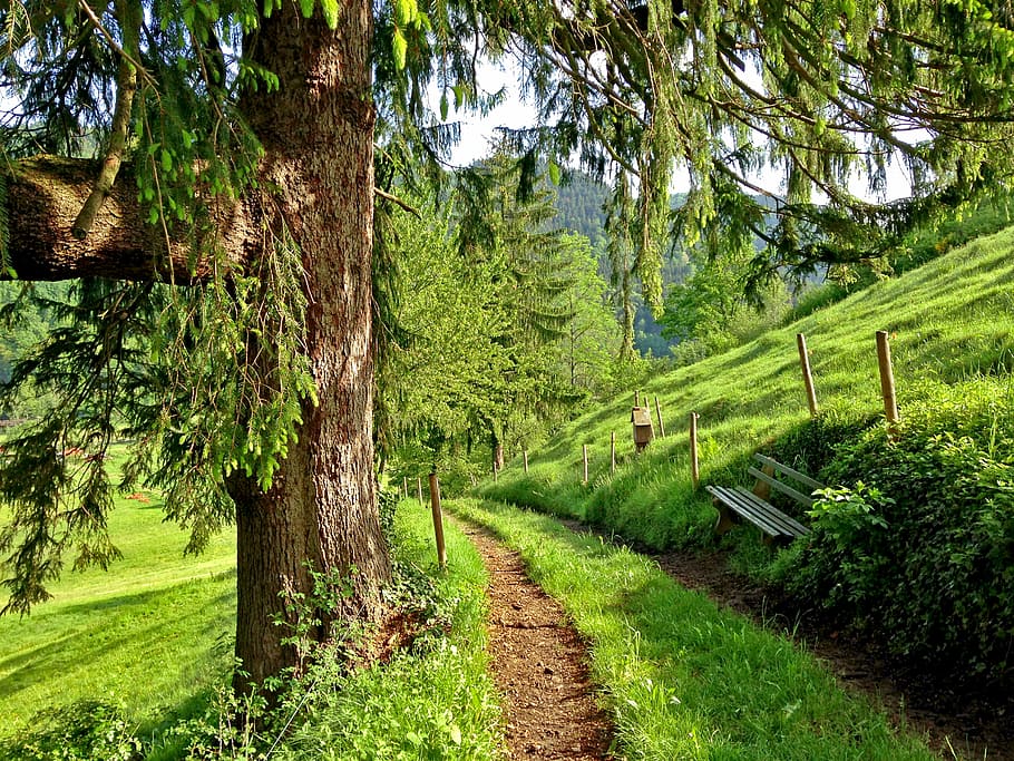 pathway in between grass field at daytime, road between white wooden bench placed near brown wooden fence under green leaf tree HD wallpaper
