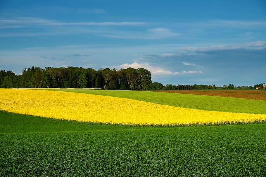 nature, landscape, spring, bloom, fields, color, farbenpracht HD wallpaper