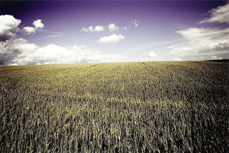 brown wheat field, photo, corn, fields, farm, country, rural HD wallpaper
