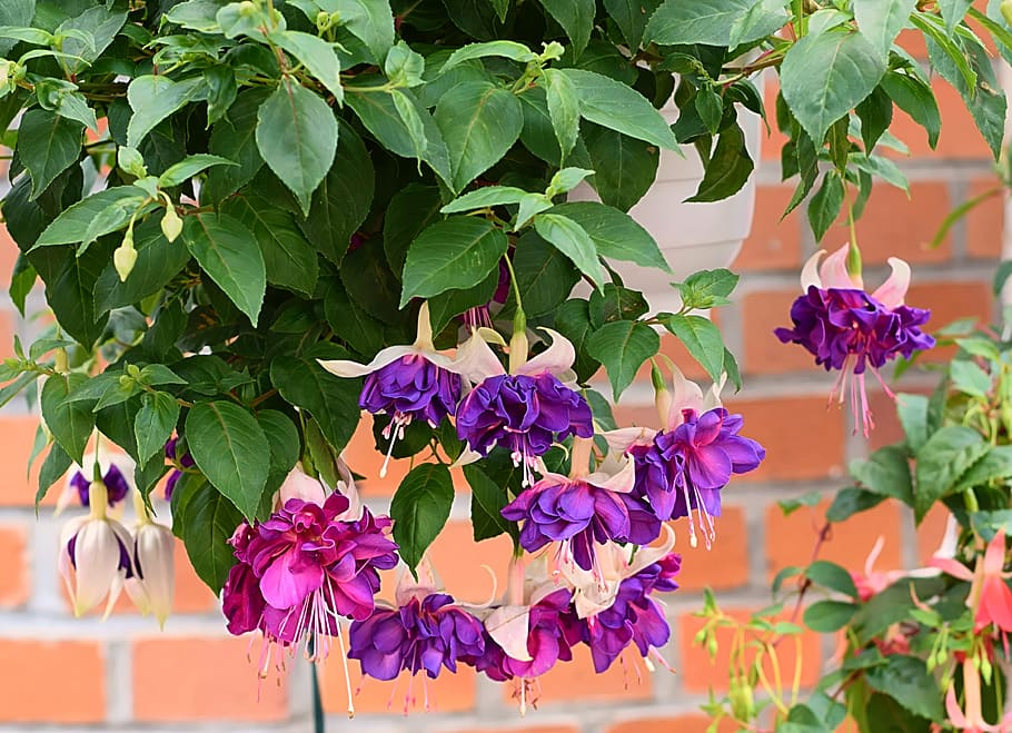 pink and purple petaled flowers near brick wall, fuchsia, blossom HD wallpaper