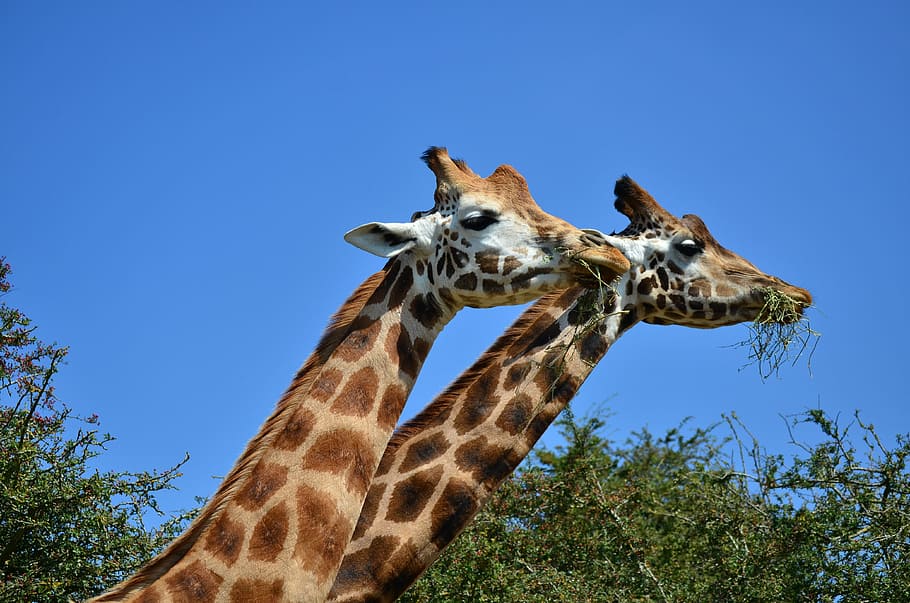 giraffe, tallest, nature, wildlife, animal, safari, animal themes, HD wallpaper