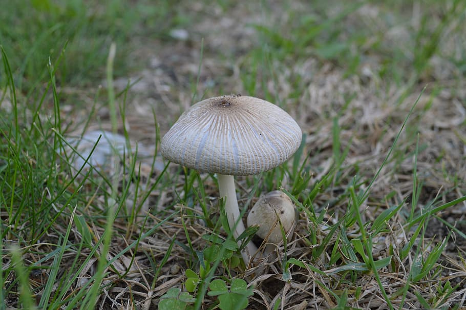 Fungus, Prairie, Nature, Fall, mushroom, growth, toadstool HD wallpaper