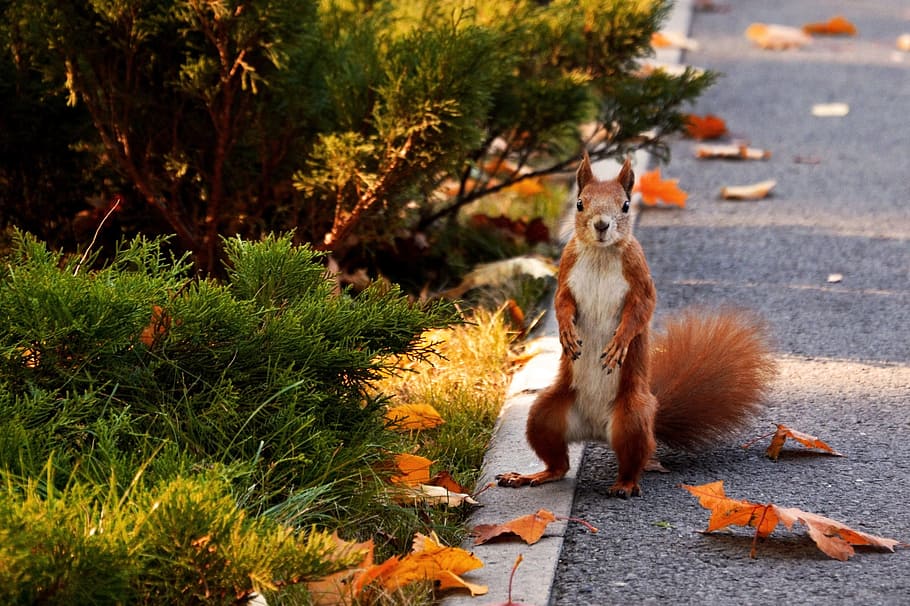 squirrel on street, park, autumn, animals, rodent, in the park