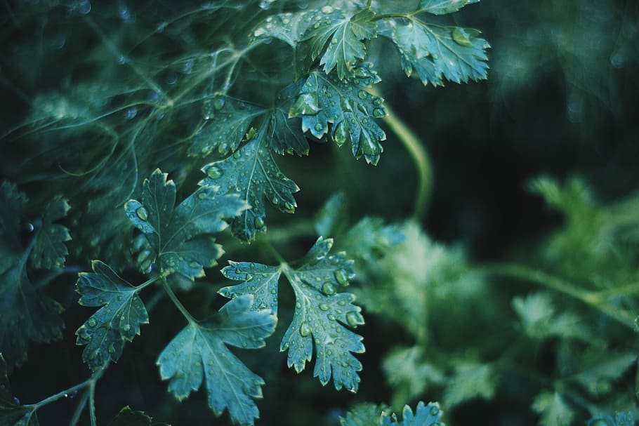 selective focus photography of green leaf with water dews, dew drops on green leafed plants HD wallpaper