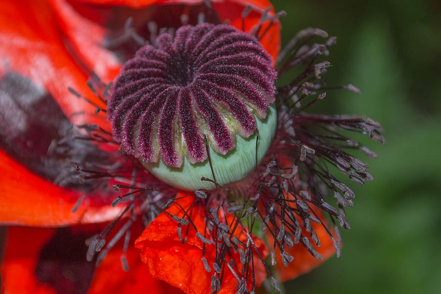 flora, flower, nature, close-up, growth, plant, focus on foreground HD wallpaper
