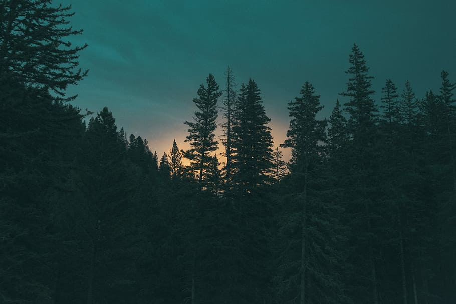 silhouette of pine trees during golden hour, black, cyan, forest