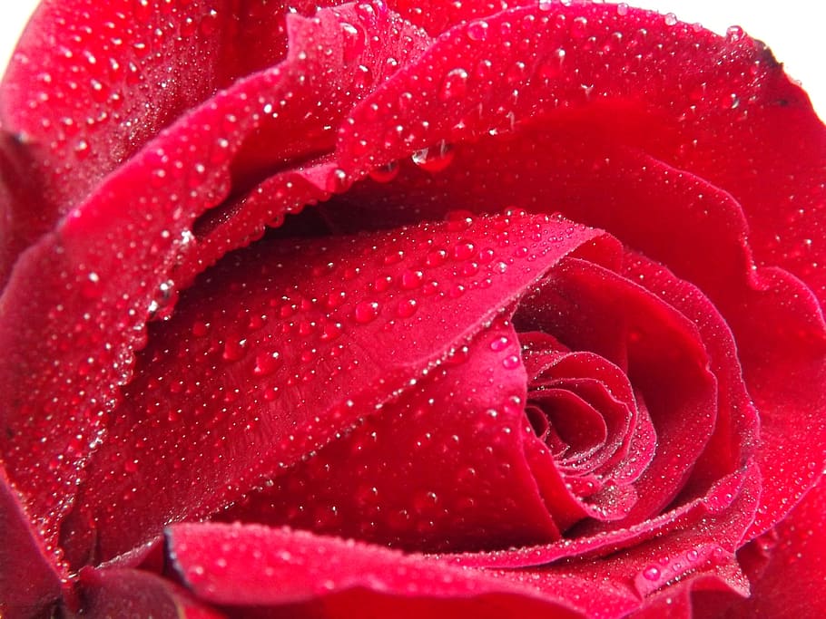 Dew, Water, Petals, Flower, rose, red, rose - Flower, nature HD wallpaper