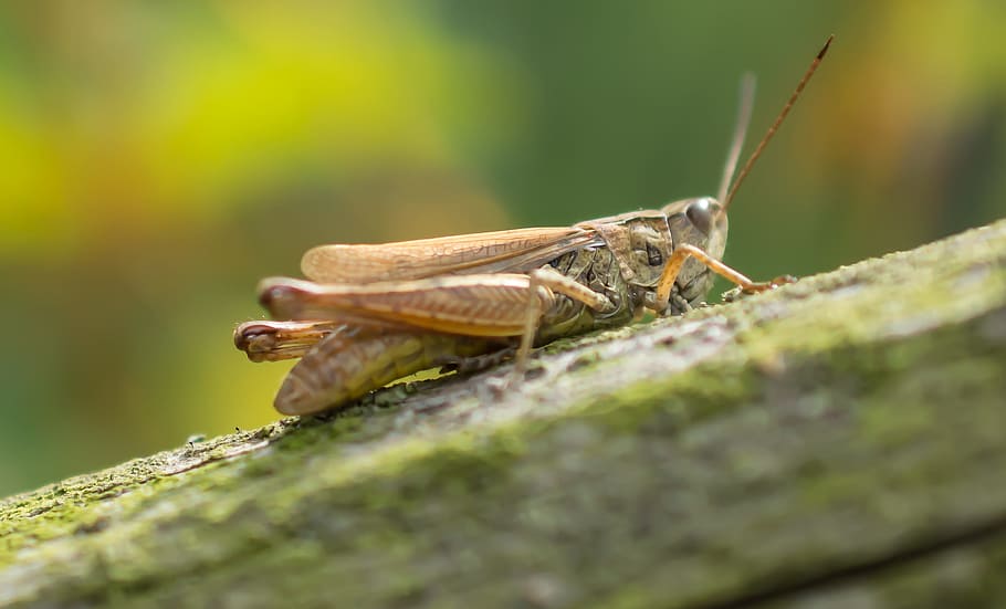 grasshopper, macro, insect, closeup, animal themes, animal wildlife HD wallpaper