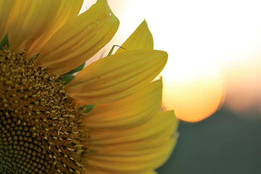 sunflower, sunset, evening, yellow, nature, summer, agriculture HD wallpaper