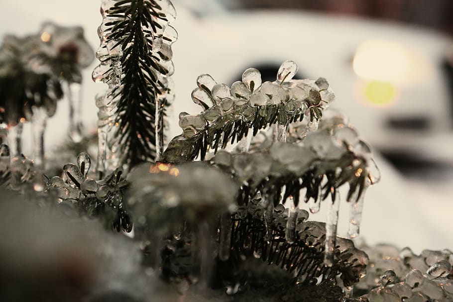 pine needles, frozen, ice, zing, cold, selective focus, close-up HD wallpaper