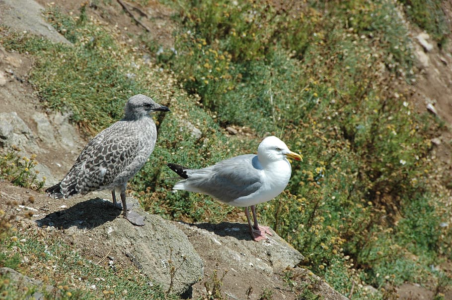 seabird, gull, animal themes, vertebrate, animal wildlife, animals in the wild HD wallpaper
