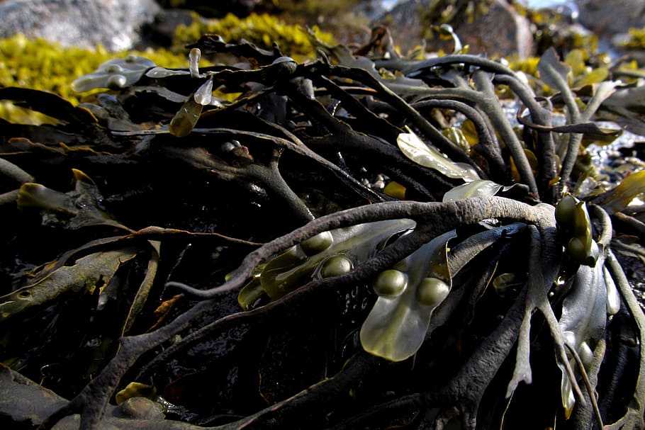 seaweed, marine, algae, water, ocean, nature, summer, kelp, HD wallpaper