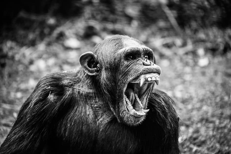 grey scale of Ape photo, grayscale photography primate, animal, HD wallpaper