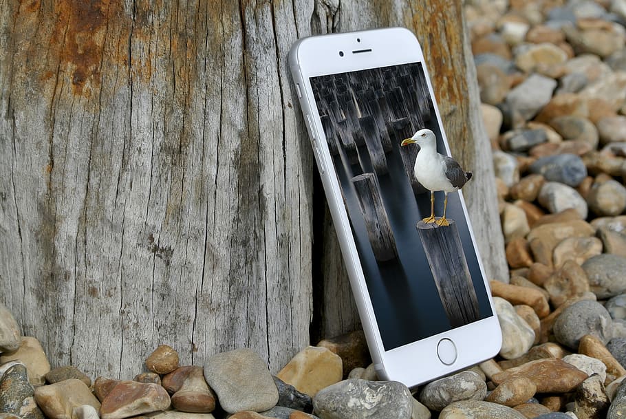 Smartphone, Seagull, Composing, Bird, image overlay, digital art HD wallpaper