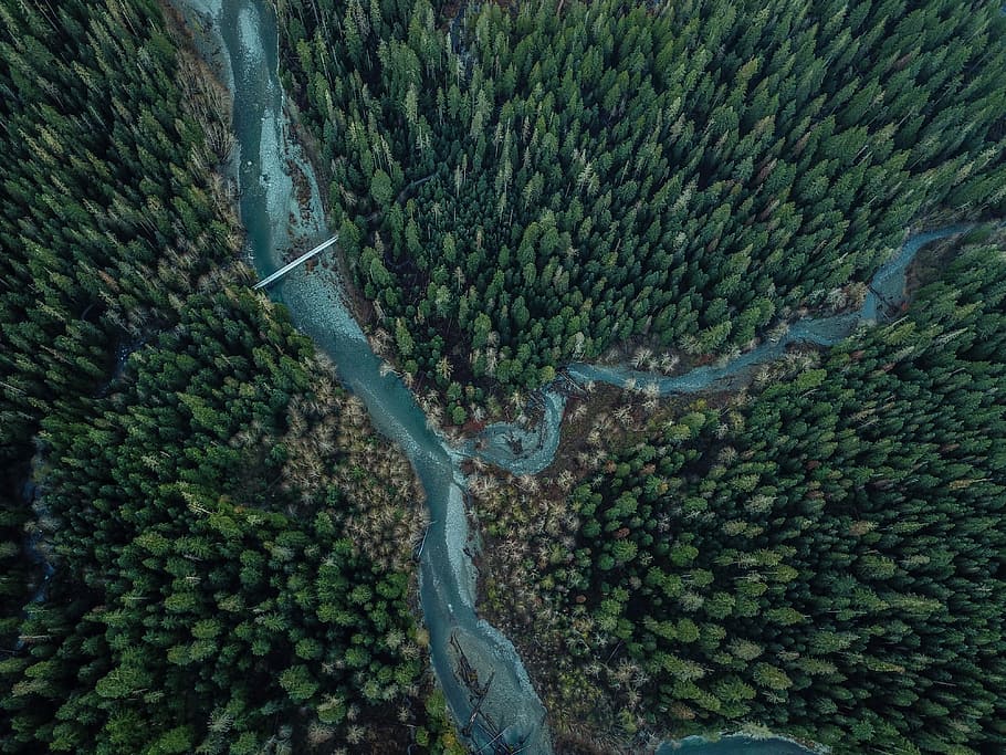 bird's eye view of river and green trees, aerial photography of river intersection surrounded by trees HD wallpaper