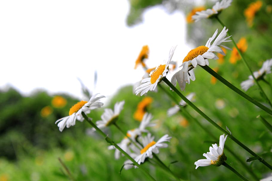 Beautiful, Daisy, Flowers, nature, plant, close-up, outdoors HD wallpaper