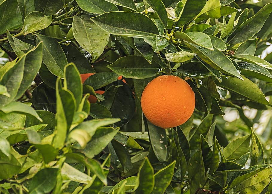 crete, greece, fruit, orange, green, nature, plant, food, fresh HD wallpaper