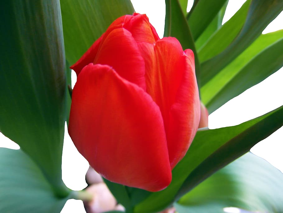 tulip, red, spring, flower, strauss, blossom, bloom, onions HD wallpaper