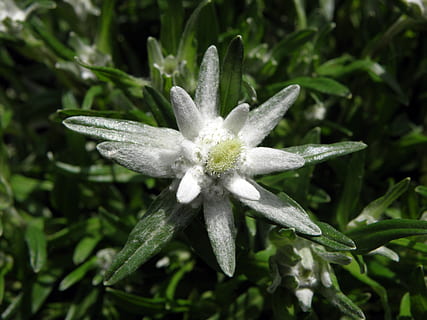 edelweiss, flower, austria, nature, plant, close-up, growth HD wallpaper