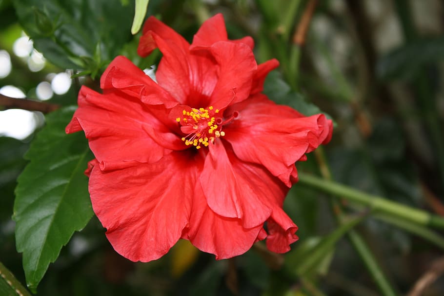 hibiscus, flower, red, flowering plant, petal, fragility, vulnerability HD wallpaper