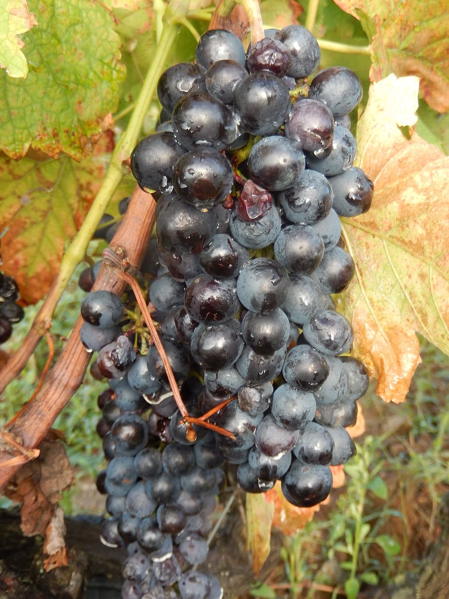 grape, vine, nature, healthy eating, fruit, food, food and drink HD wallpaper