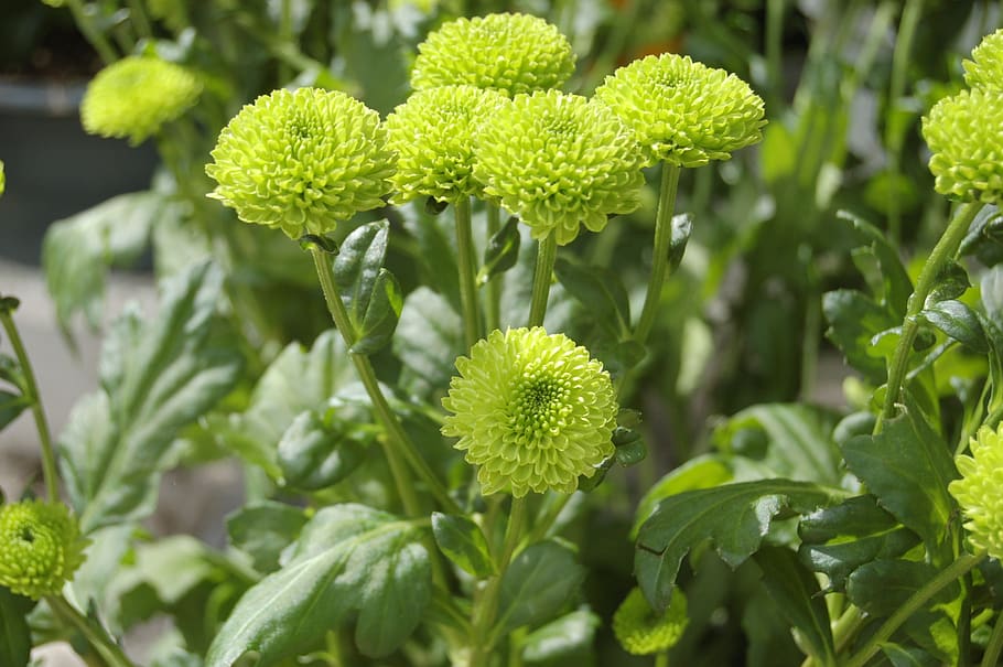 flower, nature, santini, spring, growth, plant, plant part HD wallpaper