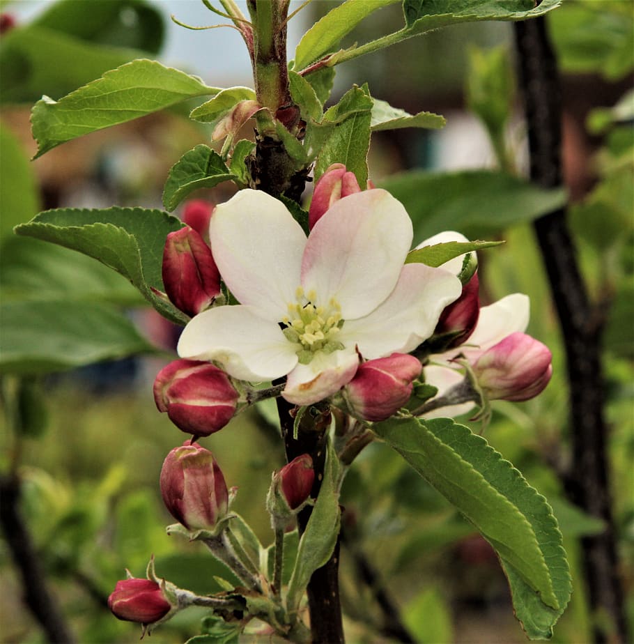 flower, nature, leaf, flora, tree, garden, apple, branch, bud HD wallpaper