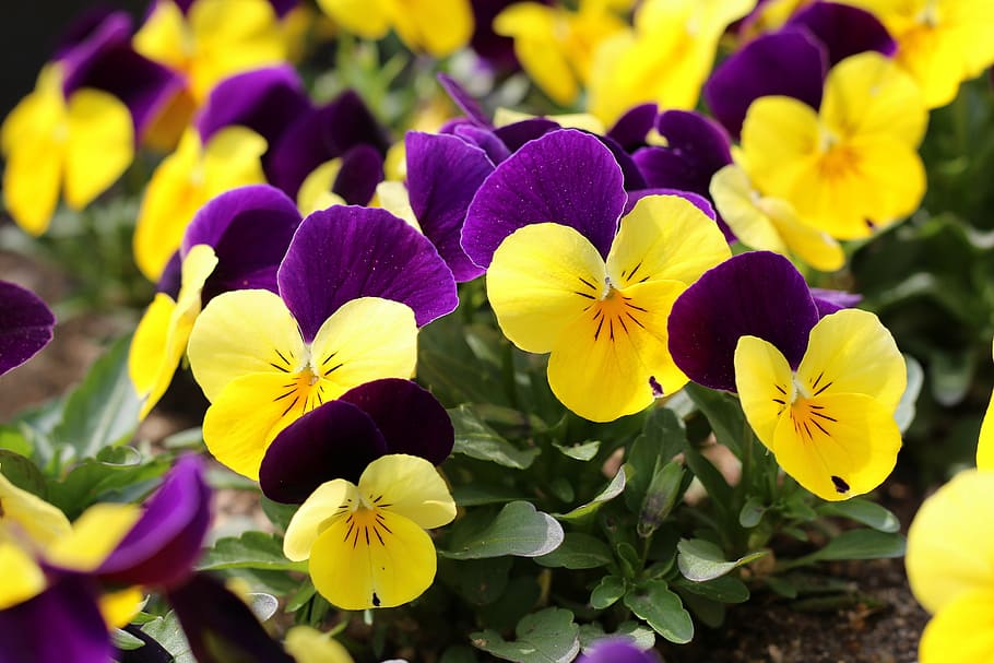 spring, nature, plants, flowers, spring flowers, park, yellow HD wallpaper