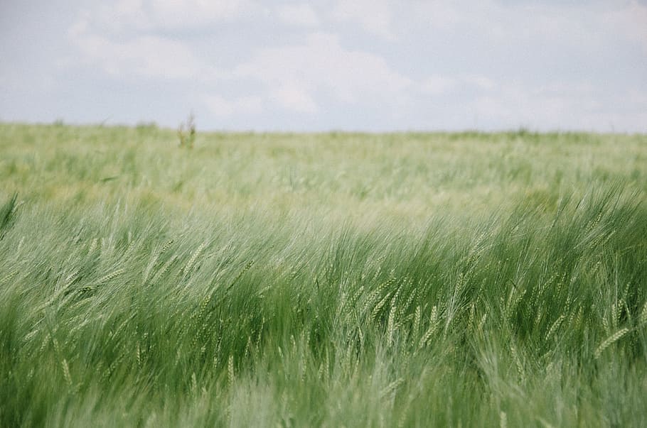 selective photography of green grass field, sky, nature, earth HD wallpaper