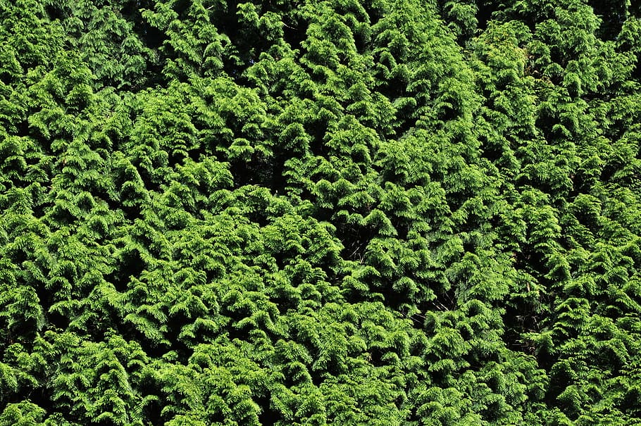 Shrub, Flora, Background, Nature, green, structure, garden HD wallpaper