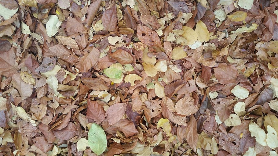 leaves, serrated, nature, leaf, autumn, backgrounds, season HD wallpaper