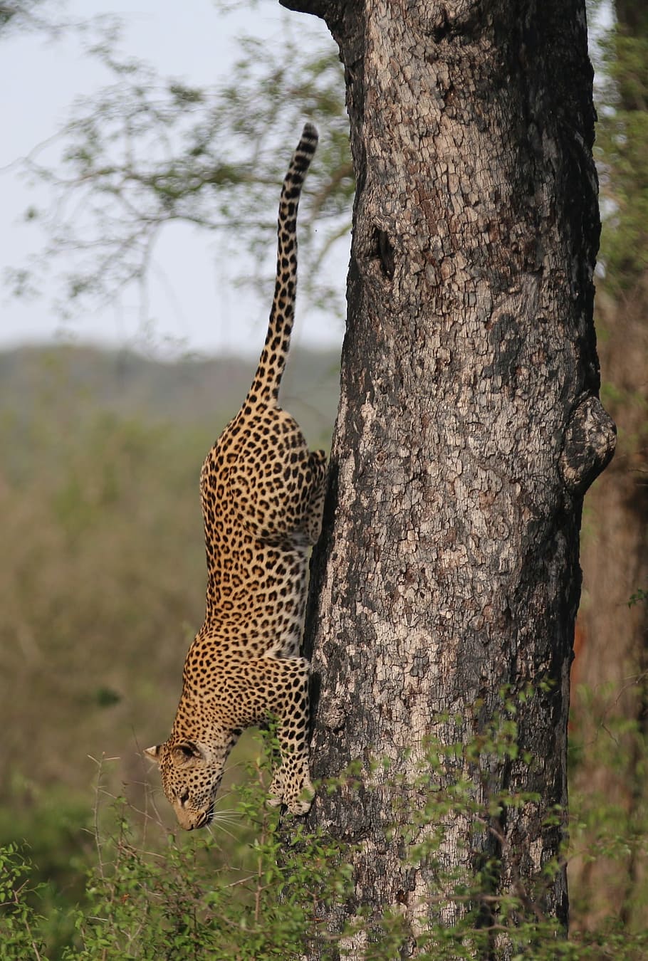 loepard climbing down on tree during daytime, cheetah on tree HD wallpaper