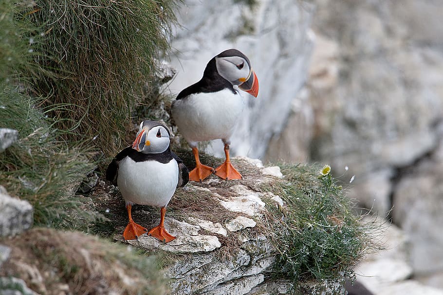 two white and black short beak birds near mountain peak, puffins HD wallpaper