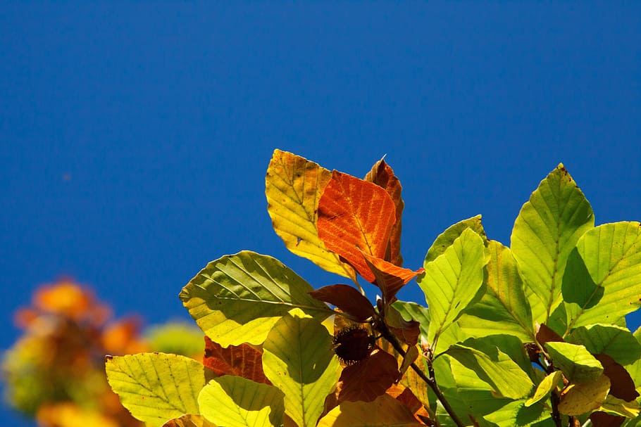 Autumn, Background, Beech, Brown, Color, colorful, flora, golden HD wallpaper