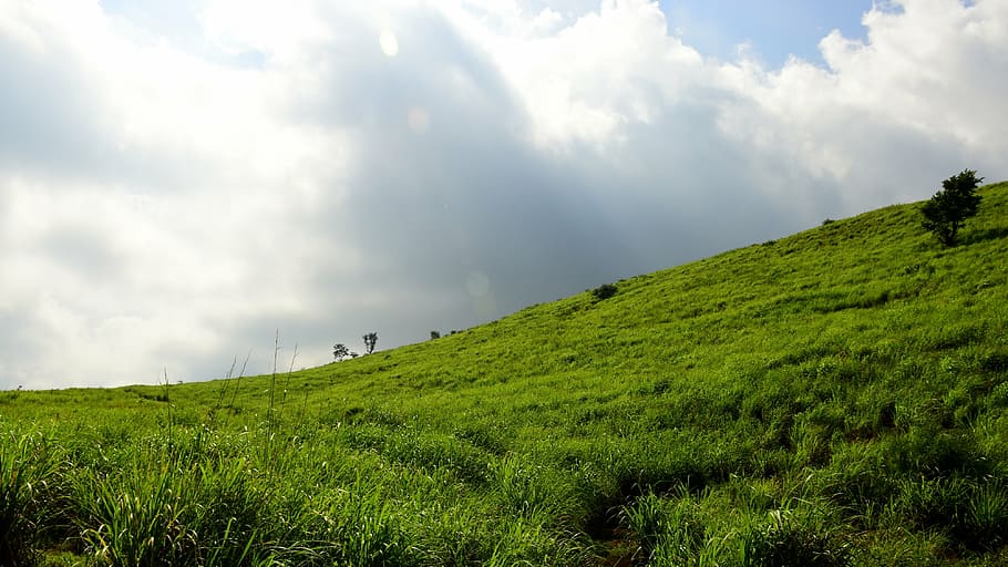 india, munnar, lemon grass, green, sky, landscape, nature, tranquil HD wallpaper