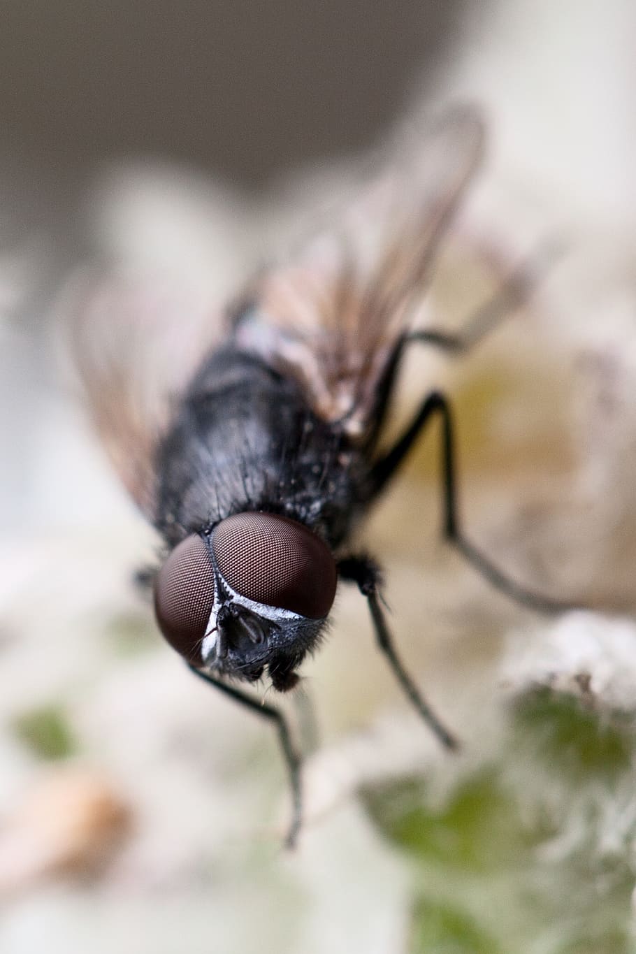 animal, brown, bug, close-up, detail, eyes, entomology, fly HD wallpaper