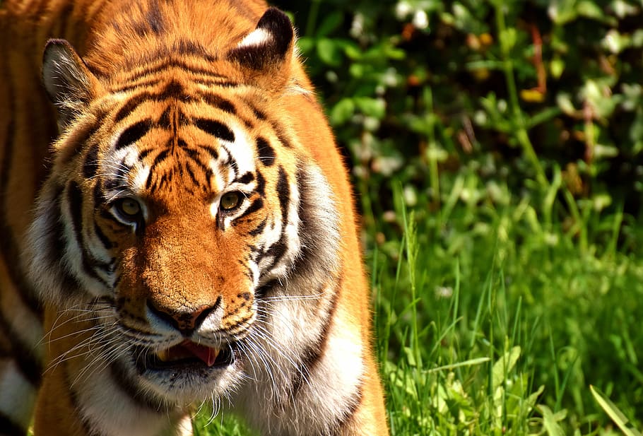 brown and white tiger on grass during daytime, predator, fur HD wallpaper