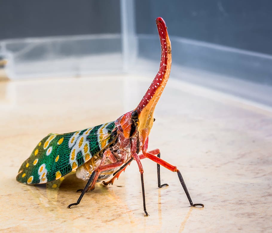 canthigaster cicada, fulgoromorpha, insect, proboscis, long HD wallpaper