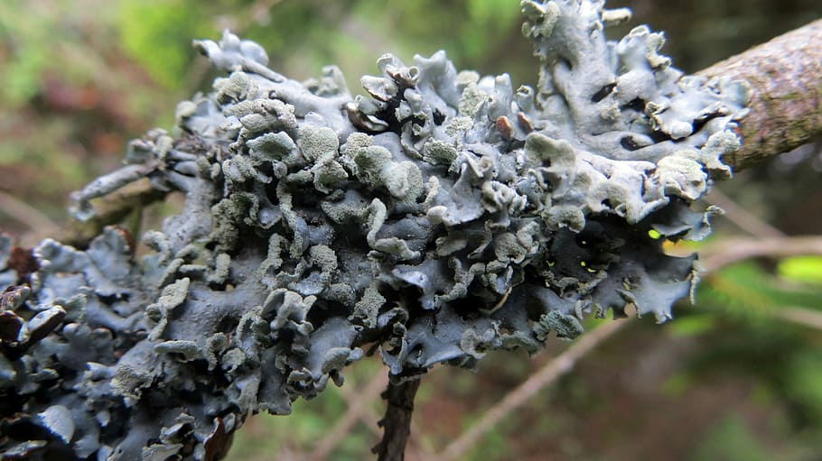 Lichen, Branch, Conifer, Fauna, green, fungal growth, nature HD wallpaper