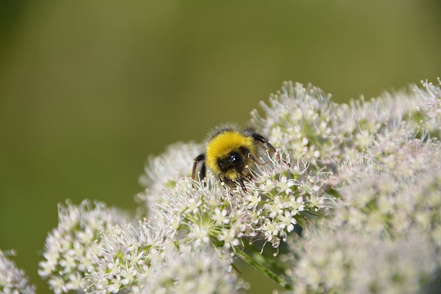 Bumble Bee on White Flowers, bumblebee, close-up, macro, nature HD wallpaper