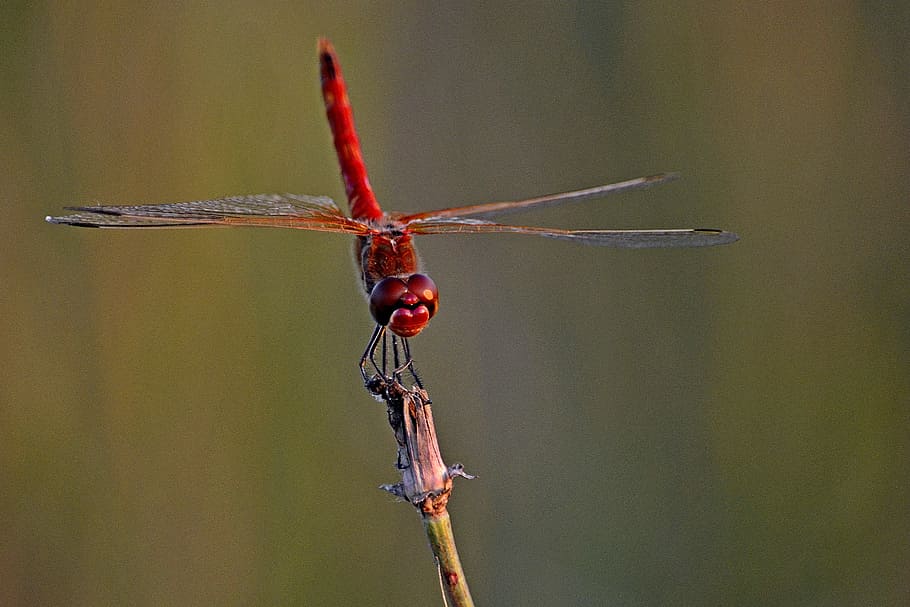 insects, dragonfly, closeup, one animal, animals in the wild HD wallpaper