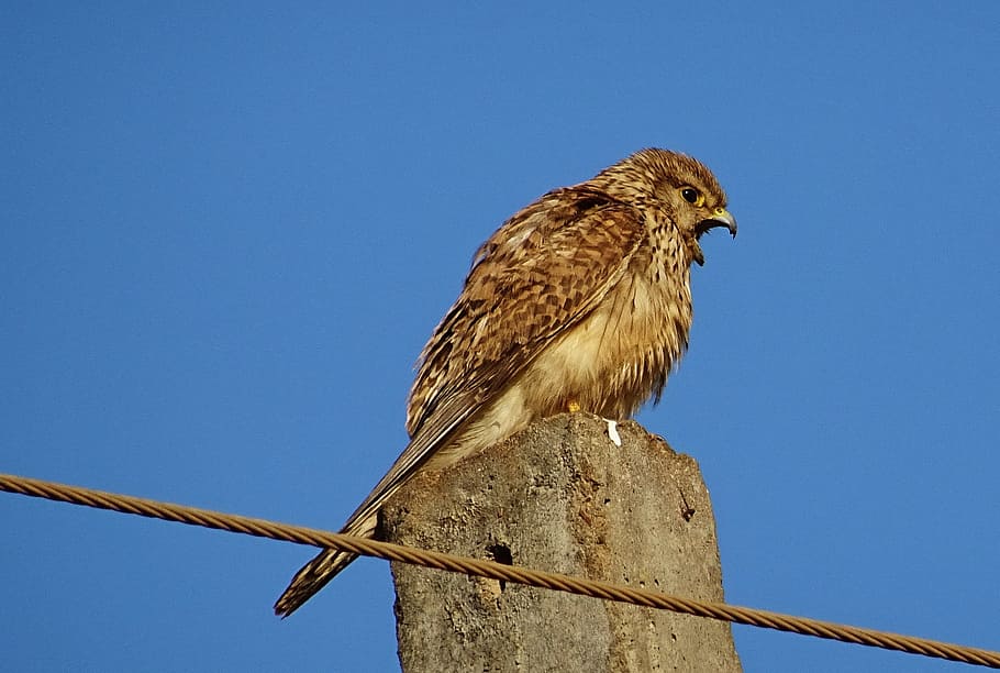 Bird, Raptor, Hunter, Predator, common kestrel, female, falco tinnunculus HD wallpaper